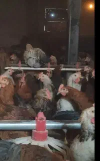 فروش نیمچه مرغ گلپایگانی اصلاح نژاد و واکسن خورده
