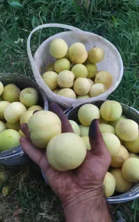 شفتالو