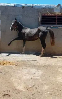 اسب عرب کرد همراه کره شکم اول