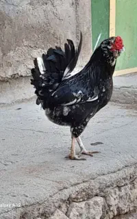 تخم مرغ گلین