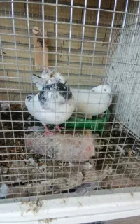 جفت سفید ماده سرسبز دم سبز