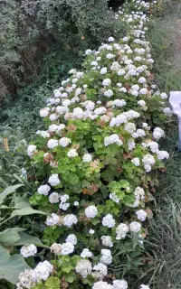 قلمه شعمدانی هلندی