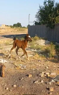 کره مادیان کرد همه چی تمام
