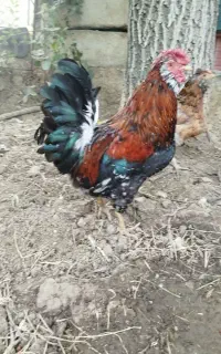 خروس گلین