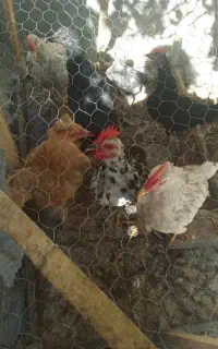 مرغ خروس محلی