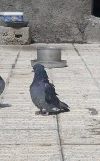 زاغ