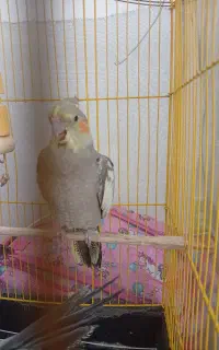 عروس هلندی