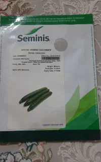 بذر خیار 2823