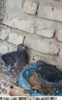 جفت مسافتی
