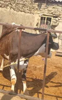 گاو شیری ابست