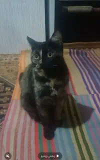 گربه ناز واگذار میشه