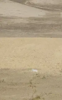 کاه کوبیده کمباین