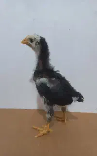 جوجه لاری اصیل