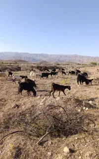 بز گهره دار