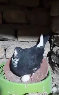 مایه پلنگ