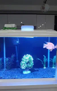 آکواریوم شرکتی و شیشه خم زیبا وشیک