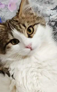 واگذاری گربه به شخص حیوان دوست