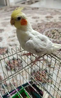 عروس هلندی
