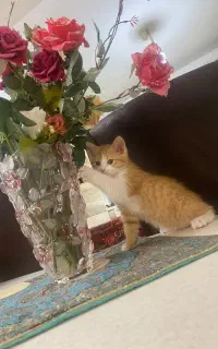 گربه کوچولوی ماده بامزه و بانمک  2 ماهه نژادپرشین