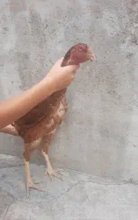 مرغ لاری معاوضه هم دارم فقت با مرغ خروس محلی