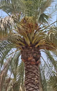 فروش ثمر 40 عدد نخل خاصه