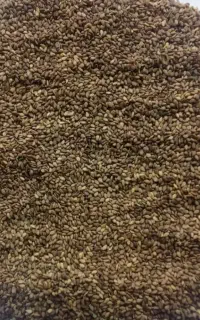 کنجد بذر با کیفیت