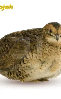 بلدرچین