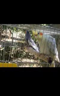 جفت عروس هلندی