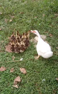 بچه اردک ژاپنی با مادر