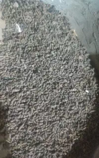 کود خفاش