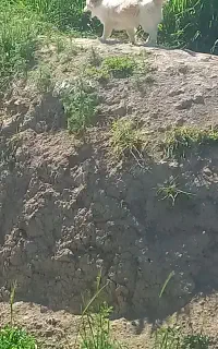 سگ پامر