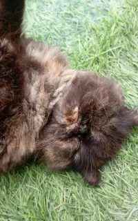 گربه پرشین ماده