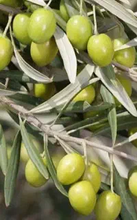 شروع «باغ زی+تون» از +همین جا