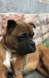 سگ باکسر/سگ ژرمن/جفت یابی ماده