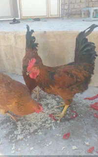 مرغ وخروس