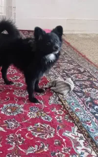 واگذاری توله نره