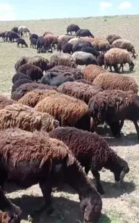 استخدام یک نفر در امرچوپانی