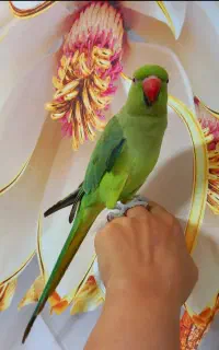 ملنگو ماده دستی و رام تخمگذار
