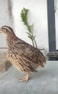 بلدرچین گوشتی و تخمگذار نژاد فوق سنگین