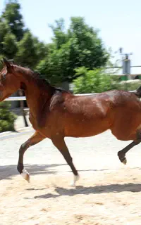 مادیان عرب