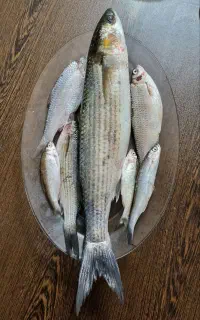 ماهی کفال دریای صیدروز