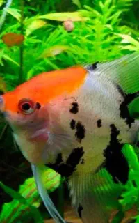 چند نوع ماهی