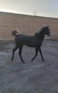 فروش کره مادیان ُکرد