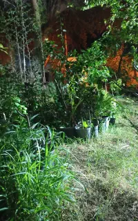انواع گل باغچه ای و آپارتمانی