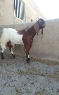 فروش دام