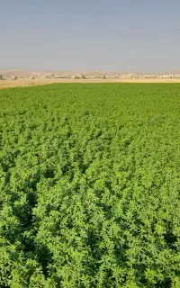 یونجه خرمنکوب شده