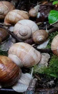 حراج حلزون البینو پرورشی مناسب حلزونتراپی