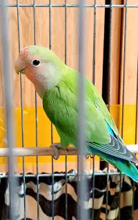 جوجه طوطی برزیلی ۳ ماهه