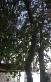 بلیط کنسرت شجریان۲عدد