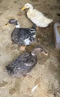 اردک تخمگذار